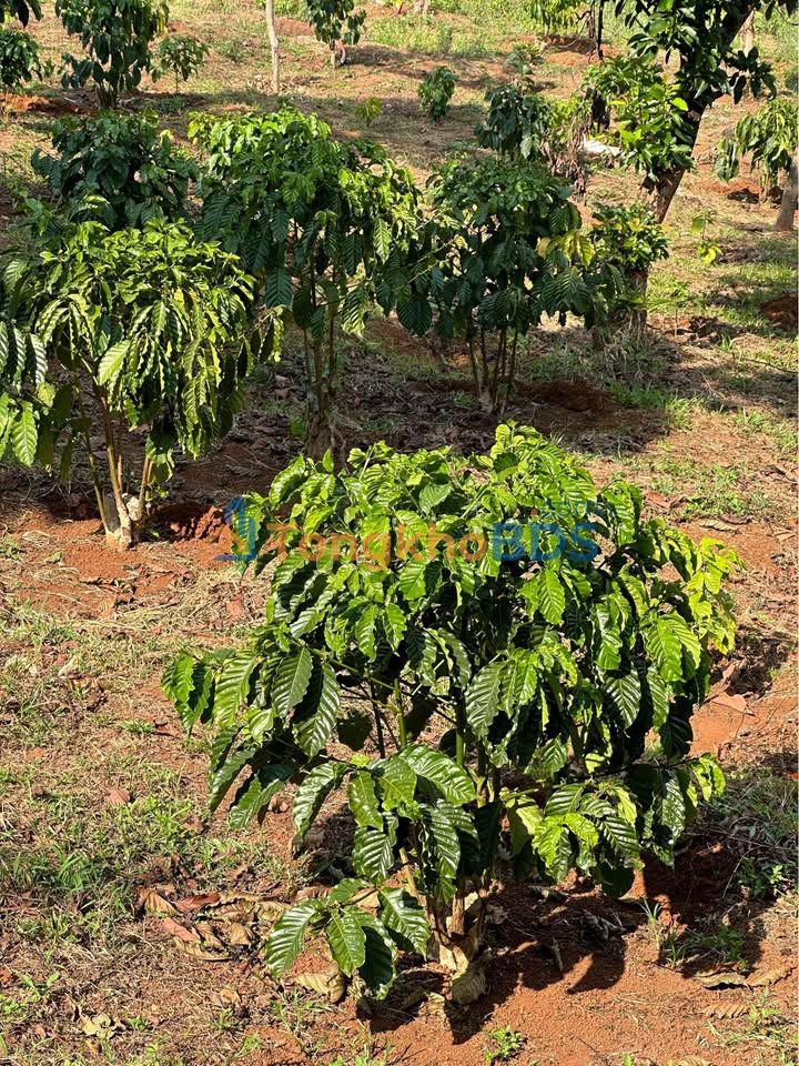 Bán Gấp Vườn Cafe 3500m² Đắk Nông - Sẵn 100m Thổ Cư, Mặt Tiền Bê Tông