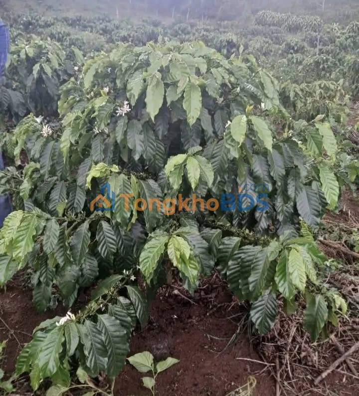 Bán Gấp Đất Farm Cafe Đambri 5.4 Sào - Giá Đầu Tư 3.78 Tỷ