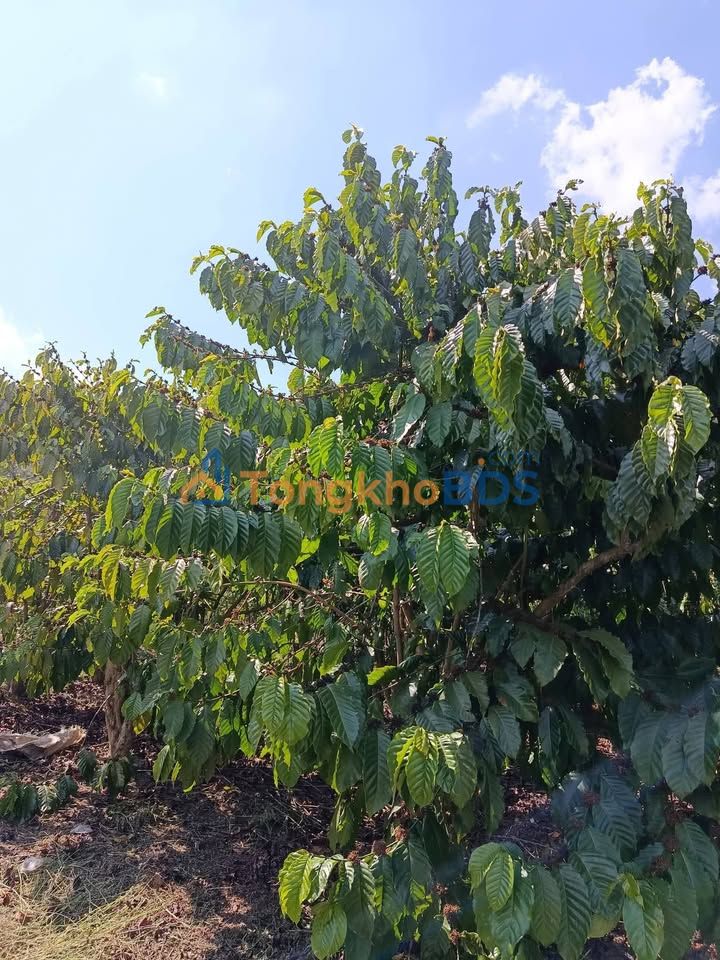 Đất Sổ Đỏ 6400m² Bảo Lâm - Đường Xe Tải, Gần Hồ, Giá 3.2 Tỷ