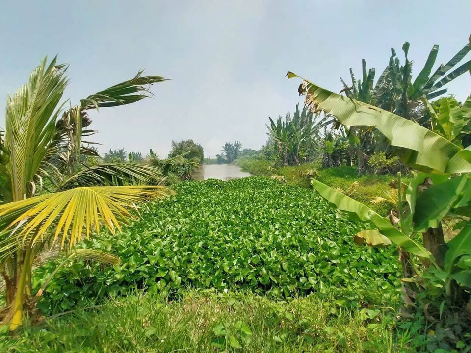 Bán Vườn An Giang 1794m² Mặt Tiền Kênh Lớn - Thoại Sơn