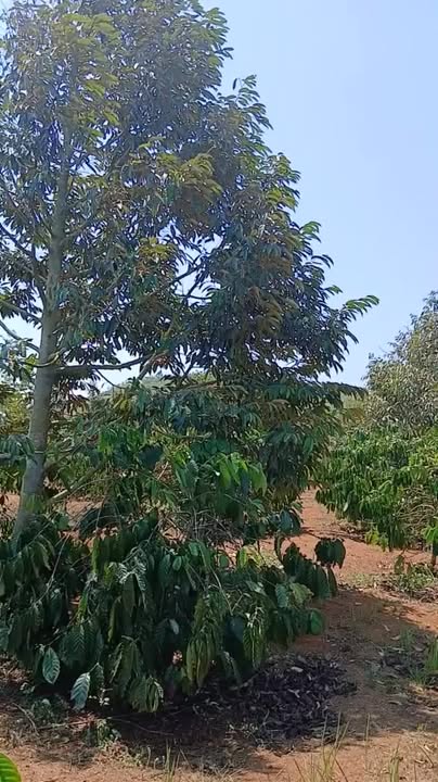 Bán Gấp Rẫy Sầu Riêng, Cà Phê Hòa Tiến 3700m² - Giá Đầu Tư 2.35 Tỷ