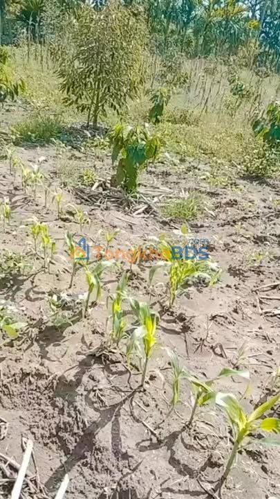 Đất Vườn Đắk Lắk 2044m² - View Đồng, Kinh Doanh/Đầu Tư Tốt