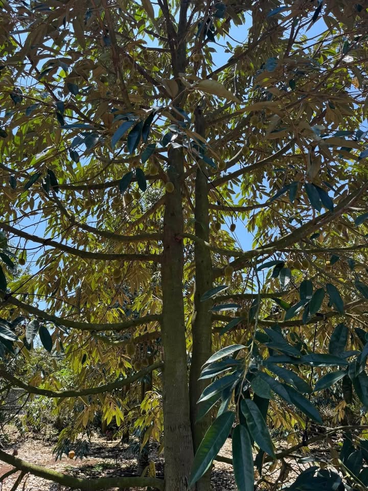 Farm Sầu Riêng 14.000m² 6.5 Tỷ - Vườn Ngay KDC Ngọc Lâm, Tân Phú