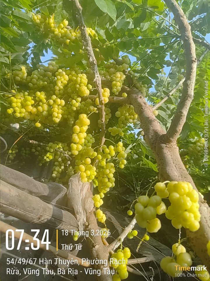 Nhà Phố HODECO Bà Rịa 100m² - 3 Tầng Hướng Đông Nam - Giá 7 Tỷ