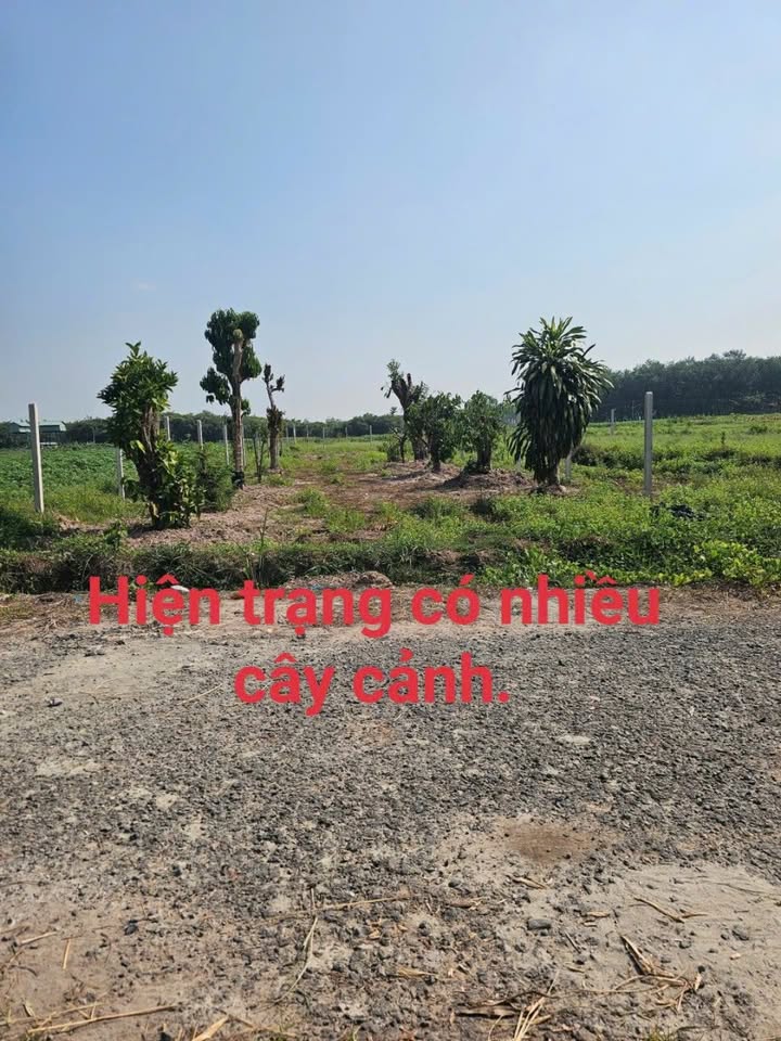 Đất Vườn 520m² Mặt Tiền Nhựa Phường Gia Lộc, Trảng Bàng - Giá Đầu Tư 6 Tỷ