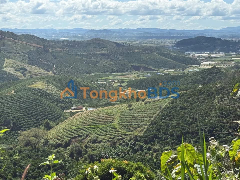 Bán Đất Đồi 1.6ha Thị Trấn Đinh Văn, Lâm Hà - View Săn Mây Lý Tưởng