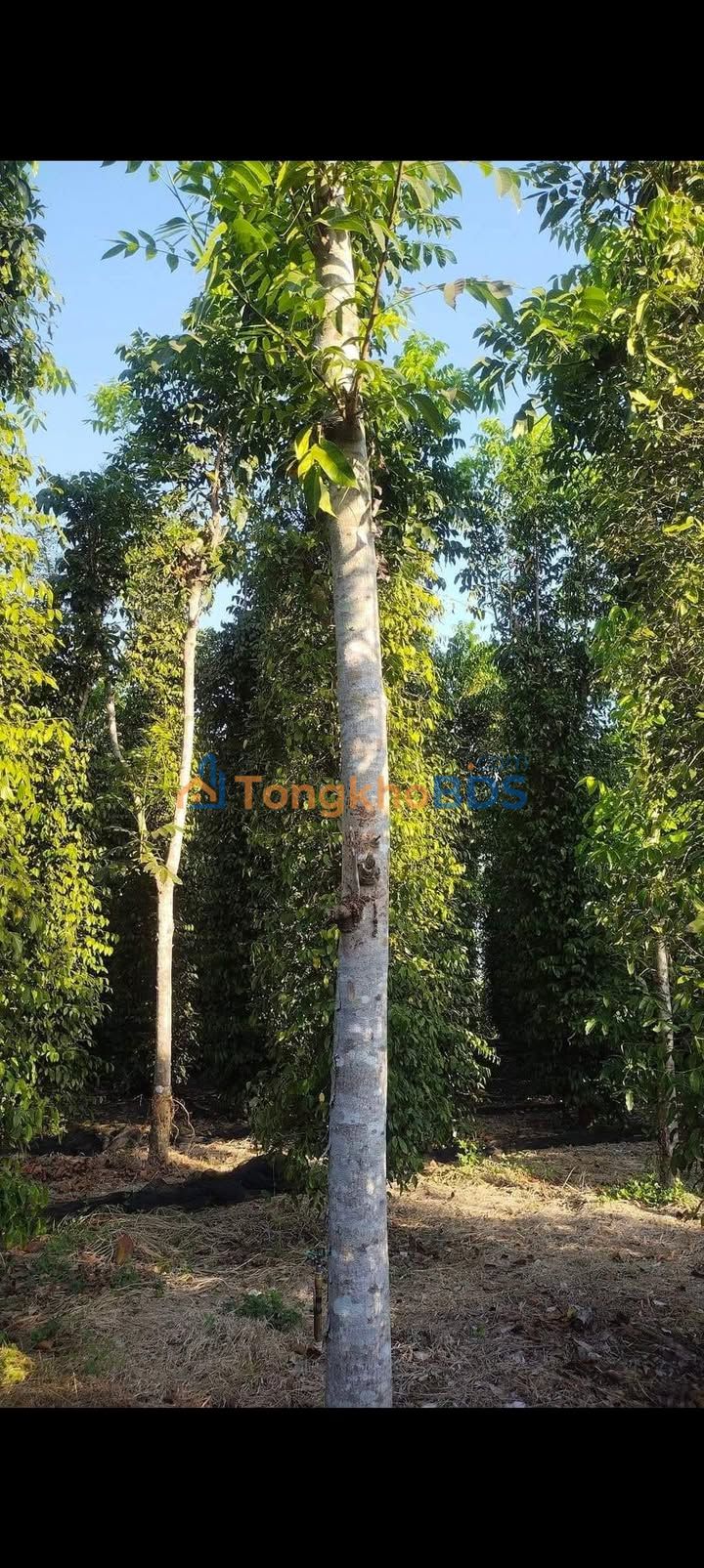 Đất Vườn 2160m² Xuân Lộc, Đồng Nai - Giá Đầu Tư 2.82 Tỷ