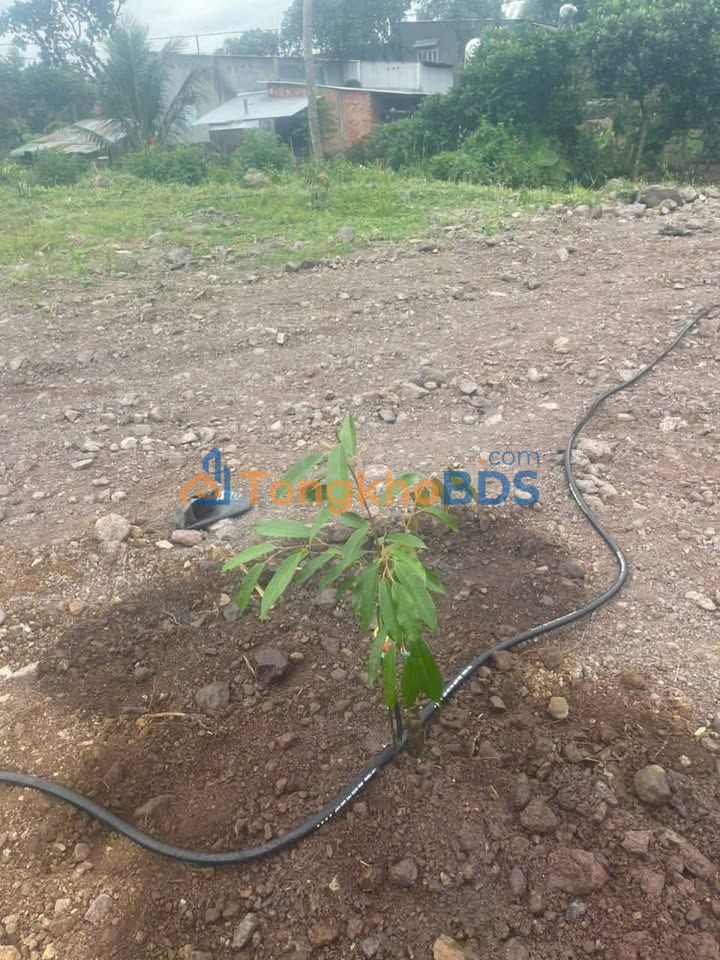 Đất Vườn Định Quán 10.000m² Mặt Tiền QL - Giá Rẻ 7.7 Tỷ