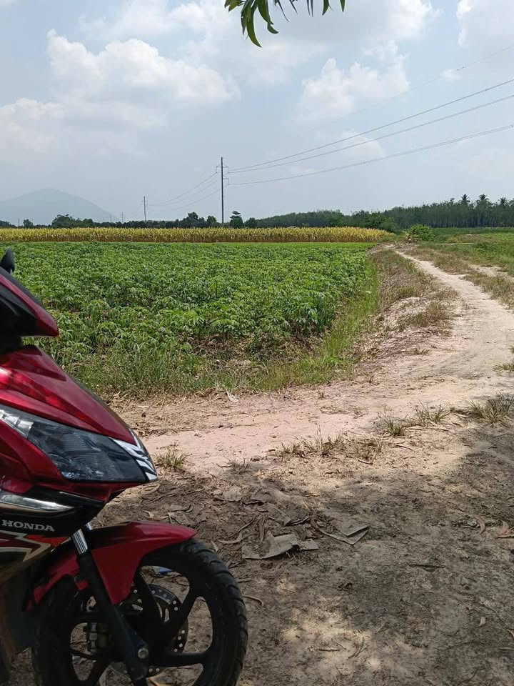 Bán Đất Vườn 3500m² Mặt Tiền Đường Suối Dộp, Tây Ninh