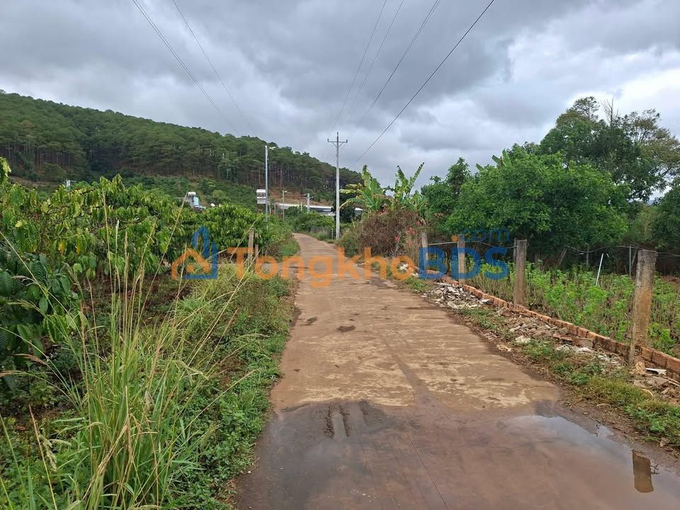 Bán Đất Mê Linh, Lâm Hà 498m² - View Đồi Thông Thoáng Mát