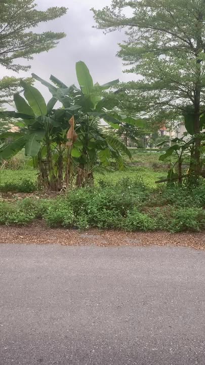 Đất nền Gia Thịnh, Nho Quan - 100m² Hướng Tây, Giá 1.5 tỷ - Cắt Lỗ Sâu