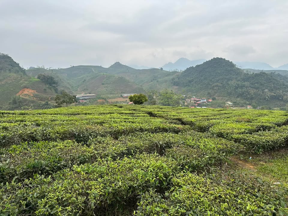 Bán Đất Mộc Châu 1ha – Vị Trí Vàng, Sẵn Homestay, Giá Dưới 1 Tỷ