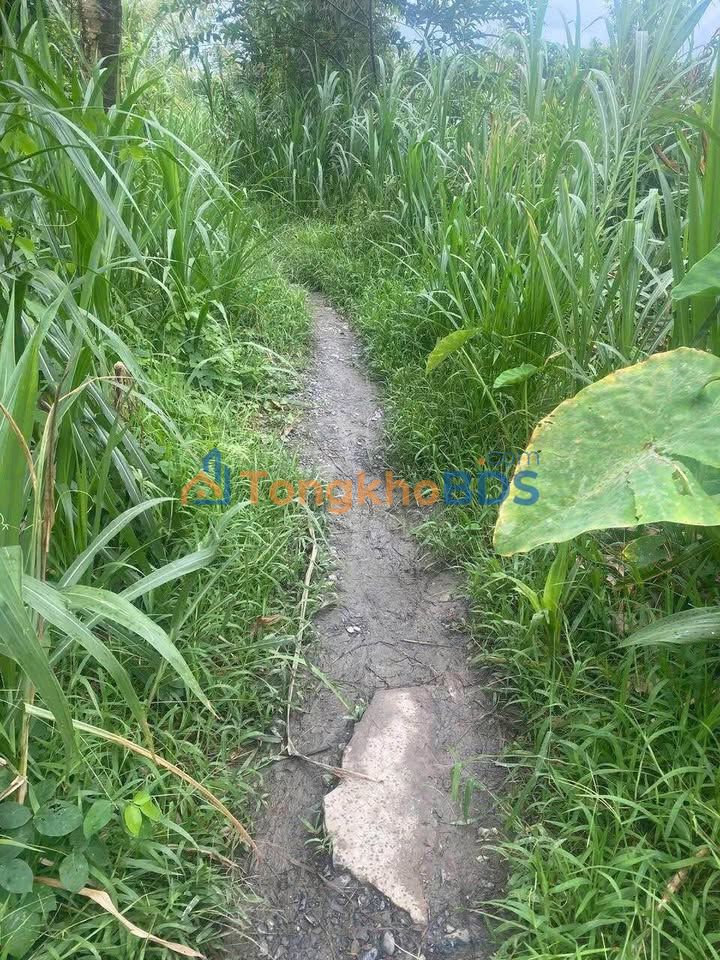 Bán Gấp Đất Vườn 4063m² Vĩnh Long - Giá F0 Chỉ 115tr/1000m²