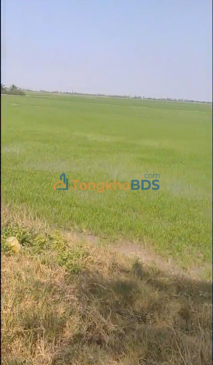 Bán 350 Công Đất Lúa 3 Vụ Tân Hưng, Long An - 40.25 Tỷ