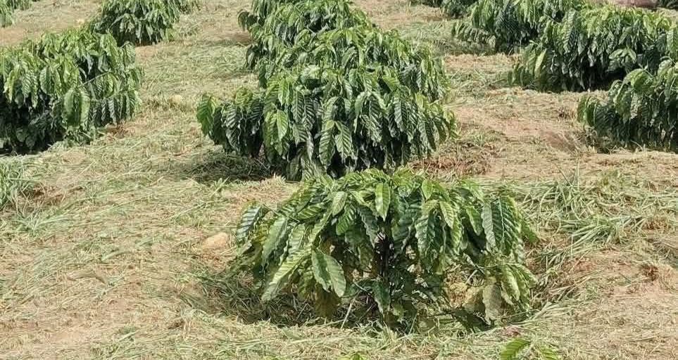 Bán 1ha Đất Trồng Cà Phê Tơ Tân Thành, TP.HCM - 2.1 Tỷ