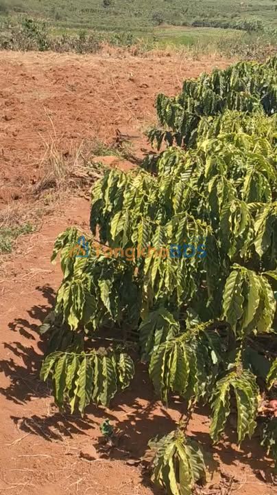 Đất Vườn Đức Trọng 1600m² - Giá Đầu Tư 1.1 Tỷ