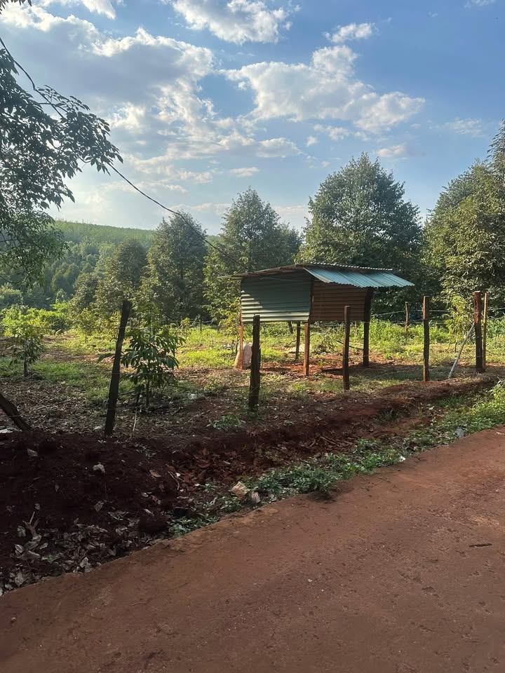 Bán gấp Farm 5400m² Bình Phước - 24 cây Sầu Riêng Thái, 1.5 tỷ