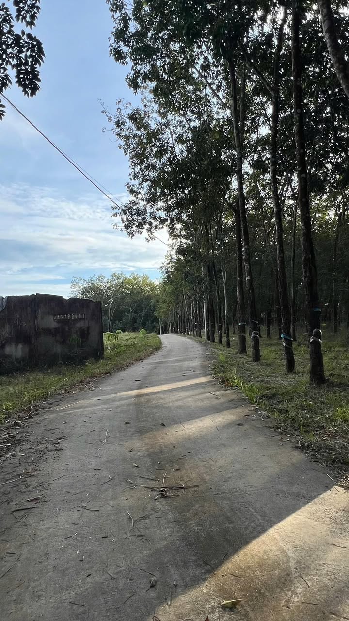 Đất Nền Lộc Thiện Bình Phước 1440m² - Giá Tốt 550 Triệu