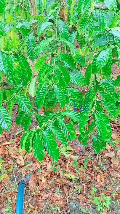 Bán Gấp 3 Sào Đất Ea Ktur, Đắk Lắk - Sổ Riêng, Đường Ô Tô