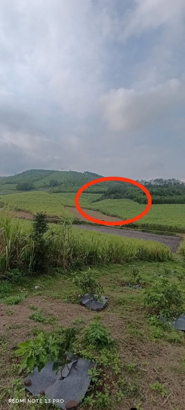 Bán Gấp 61200m² Đất Nông Nghiệp Nghĩa Đàn - Tiềm Năng Làm Trang Trại Lớn