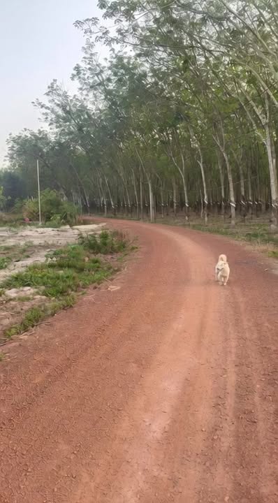 Đất nền 760m² Ấp 3 Suối Dây, Tân Châu - Giá 580 triệu, Sổ hồng sẵn