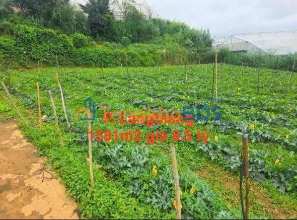 Bán Gấp Đất Nền Lang Biang Đà Lạt 1581m² – Sổ Hồng Thổ Cư, Tiềm Năng Đầu Tư Vượt Trội