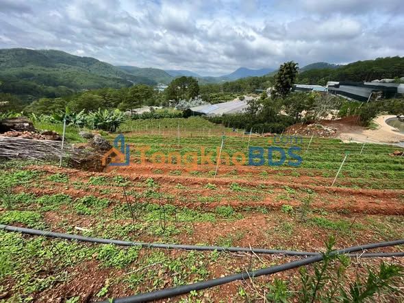 Đất vườn Hoàng Hoa Thám Đà Lạt 4000m² 6 tỷ - Xây dựng tự do