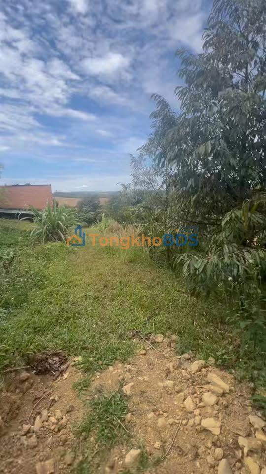 Đất Nông Nghiệp 10.000m² Đắk Nông - Suối Tưới Quanh Năm, Tiềm Năng Cà Phê Lớn