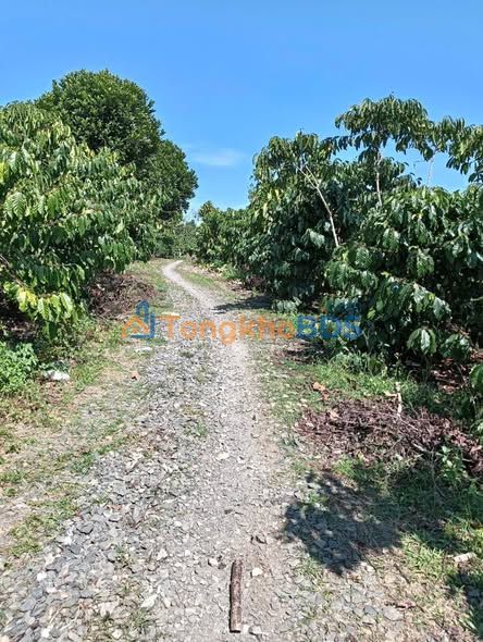 Bán Đất Vườn 2649m² Lộc Phát, Bảo Lộc - Giá 2.1 Tỷ, Sẵn Ở