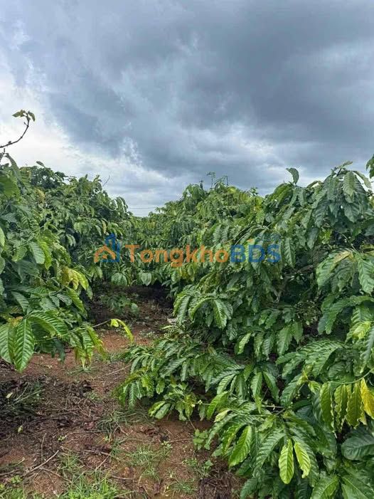 Đất nền Tân Hà Lâm Hà 16.000m² 22,22 tỷ - Sổ đỏ chính chủ