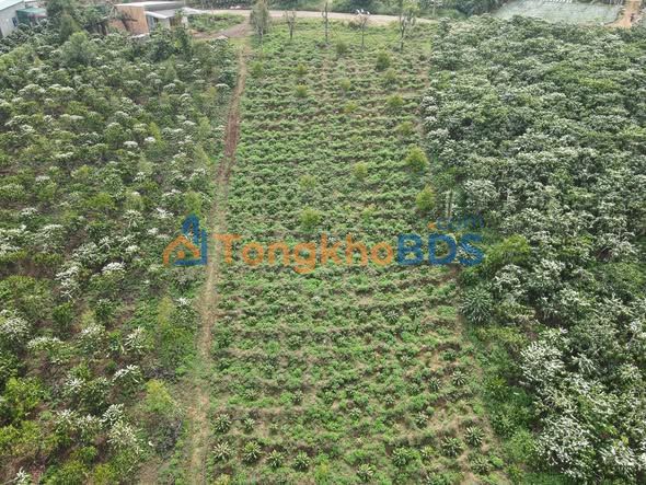 Đất Vườn Nghỉ Dưỡng Di Linh - 2.8 Sào Mặt Tiền Nhựa 36m