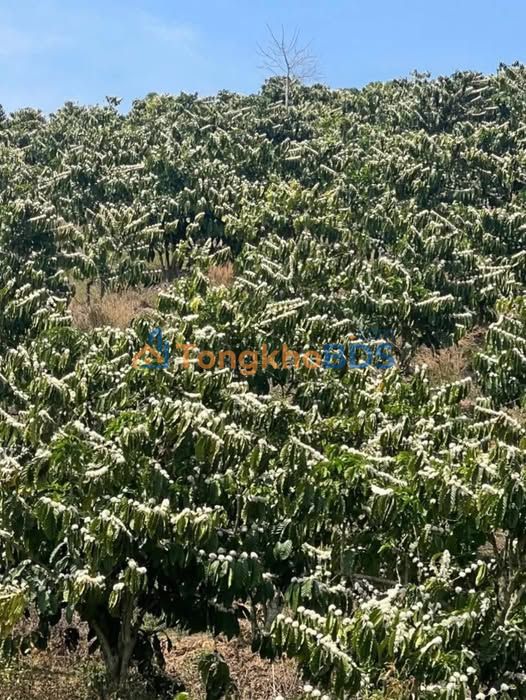 Bán Gấp Farm Cafe 13.000m² Tà Năng, Đức Trọng - Mặt Tiền 100m Đường Bê Tông