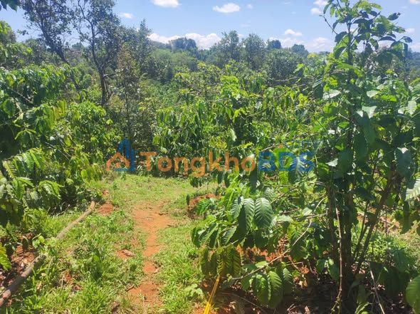 Farm 10.000m² Đắk Nông - Vườn Cà Phê Xen Sầu Riêng, Sổ Hồng Nở Hậu