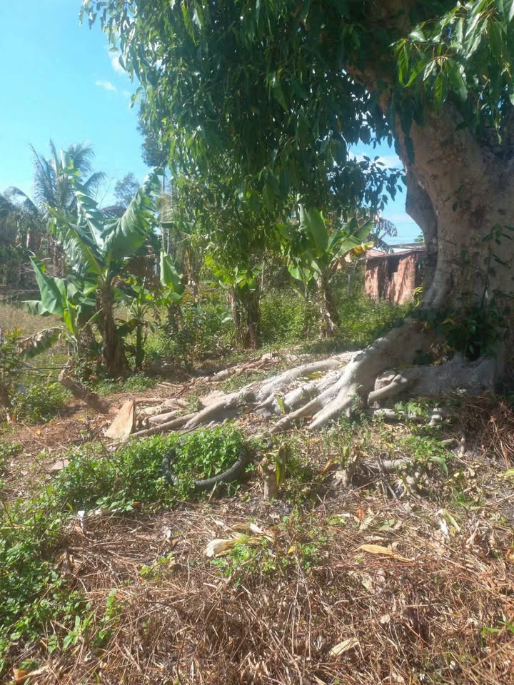 Đất Vườn Kon Tum 1900m² - Mặt Tiền Bê Tông, Gần QL, Sẵn Sàng Xây Dựng