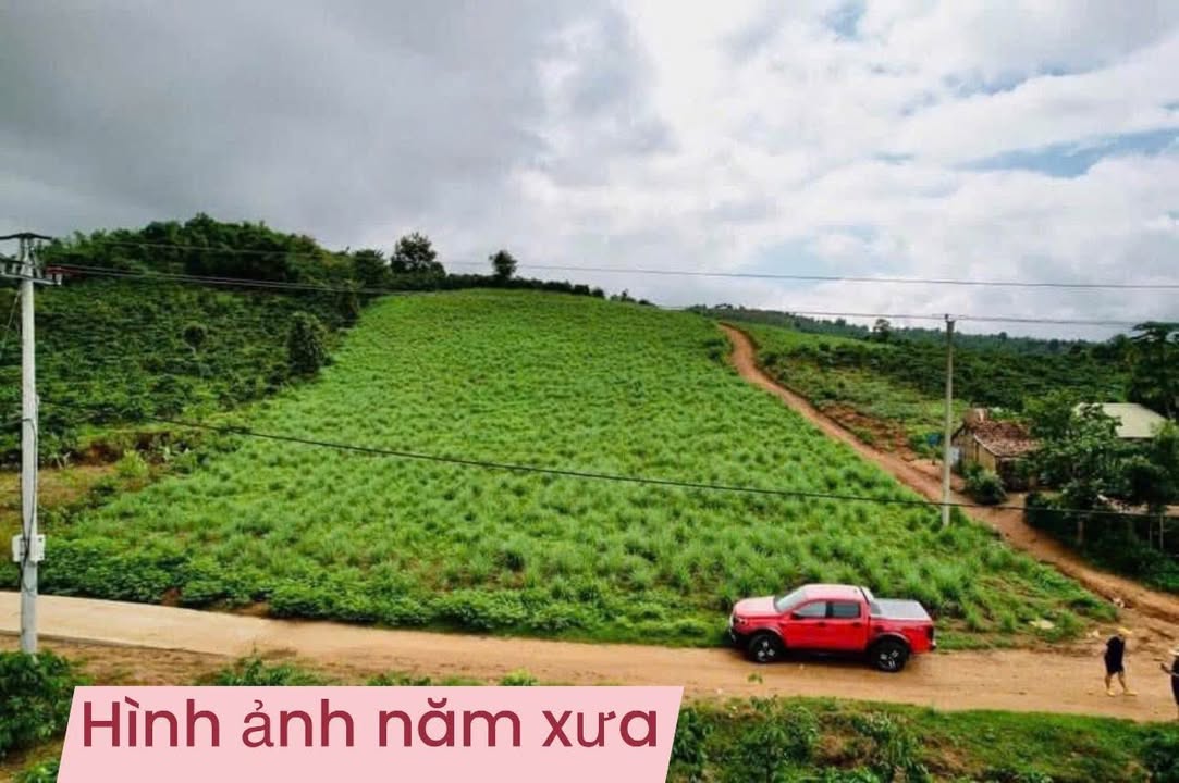 Bán Gấp Farm Cà Phê 5174m² Tỉnh Kon Tum - Sổ Đỏ Sẵn Sàng