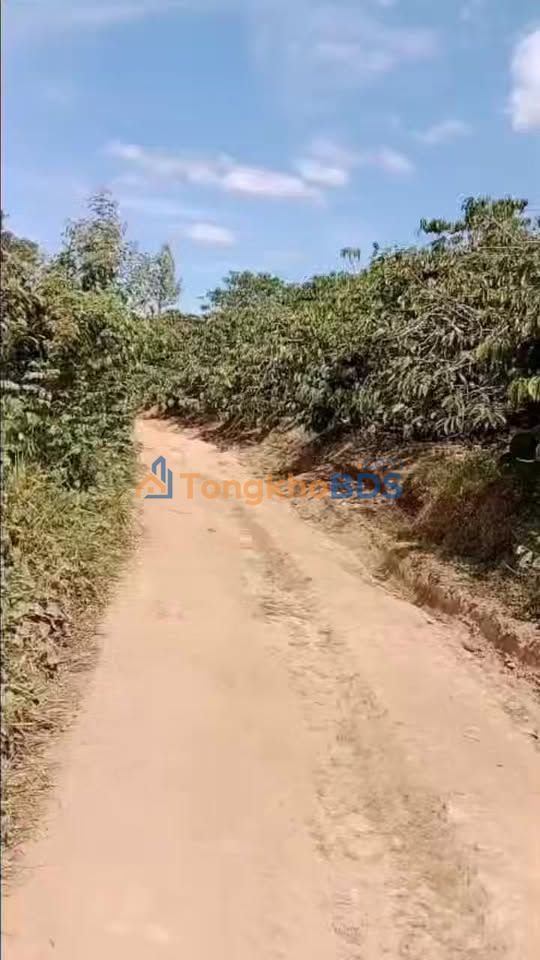 Bán Gấp Farm 10.800m² Gần QL20, Di Linh - Giá 1.05 Tỷ