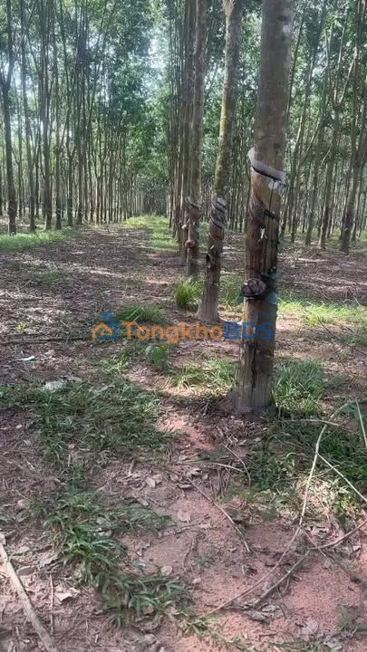 Bán Đất Farm 9ha Bình Thuận - Sổ Đỏ Rõ Ràng, Đường Ô Tô