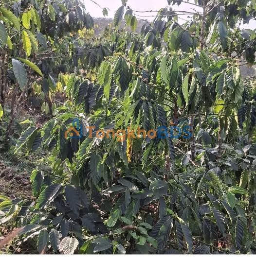 Đất nền Lộc Bắc, Bảo Lâm 1ha 2.868 tỷ - Đầu tư dài hạn