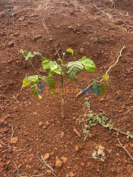 Farm cafe 8000m² Lộc Bắc, Lâm Đồng - Sổ đỏ sẵn, giá 1.4 tỷ