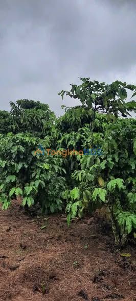 Bán Gấp 3 Sào Cafe Lộc Thắng - Sổ Đỏ Đầy Đủ, Giá Tốt