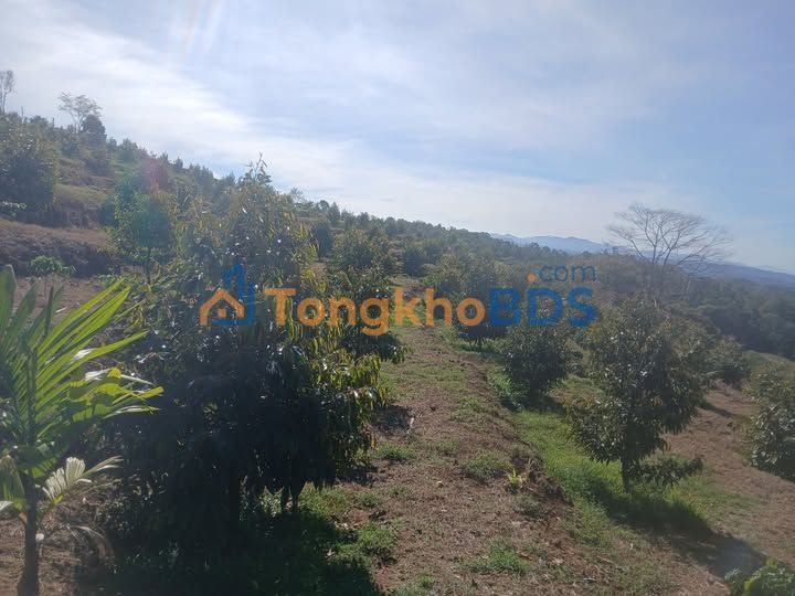 Đất nền Lộc Bắc Bảo Lâm 1.5ha - Sổ đỏ chính chủ