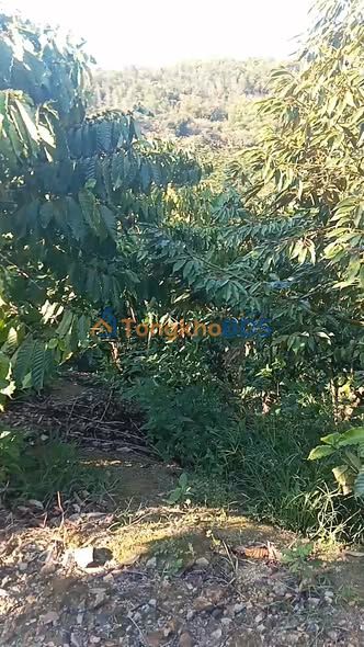 Đất vườn Lộc Bảo Bảo Lâm 22.000m² 5 tỷ - Sinh thái xanh