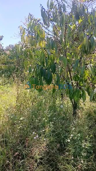 Đất vườn Lộc Bảo 16.000m² giá 7,111 tỷ - Sinh thái xanh nghỉ dưỡng