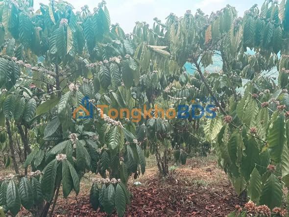 Đất nền Lộc Bắc Bảo Lâm 1.4ha 2.95 tỷ - Sổ đỏ chính chủ