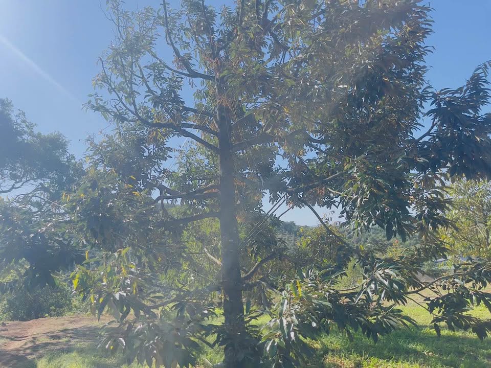 Farm Sầu Riêng Thái 7200m² Đắk Lắk - Giá Đầu Tư 2.6 Tỷ