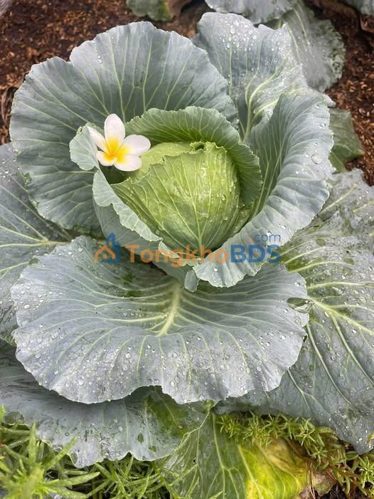 Đất Nền 100m² Xuân Đông, Chợ Gạo - Sổ Hồng Thổ Cư, Gần Mẹ Nam Hải