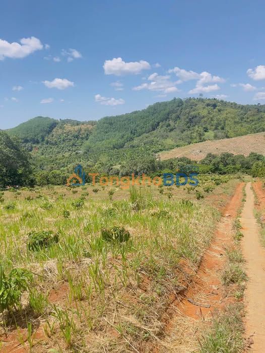 Farm cà phê 14.400m² Đắk Ru - Giá 1.25 tỷ, sẵn sàng khai thác