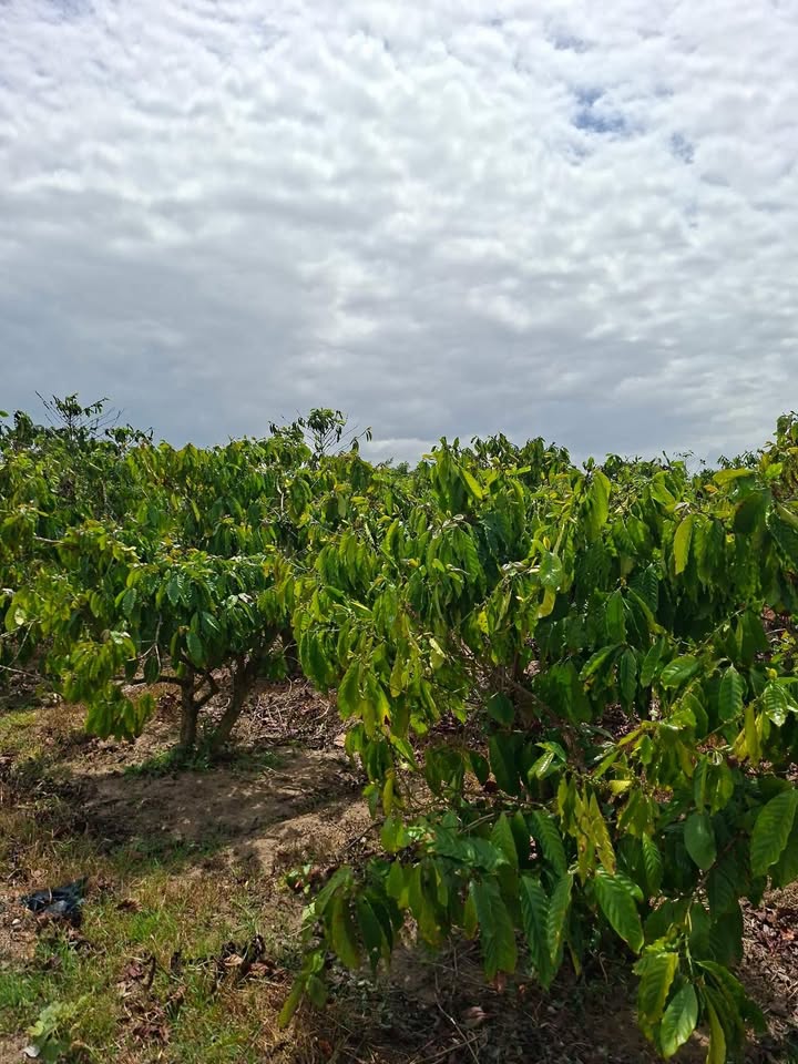 Bán đất farm 11880m² Đắk Lắk - Vườn cà phê kinh doanh 500 triệu