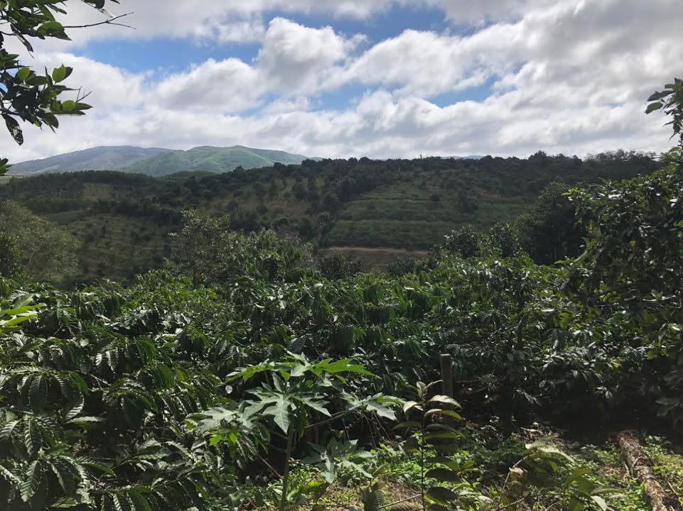 Bán Gấp Lô Rẫy 1.8ha Đắk Nông - Vườn Cà Phê Kinh Doanh, Sổ Đỏ Chính Chủ