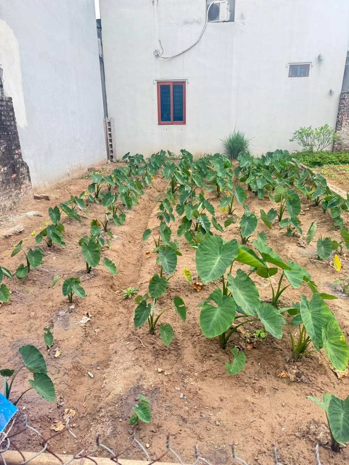 Đất Vạn Phúc, Thanh Trì 32m² - Ô tô vào đất, chỉ hơn 3 tỷ